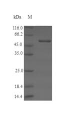 Arabidopsis thaliana ROS1 / DML1 (a. thaliana) Protein (Recombinant 6His-SUMO, N-terminus)