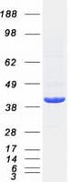Human HDAC11 Protein (Recombinant Myc-DDK (Flag))