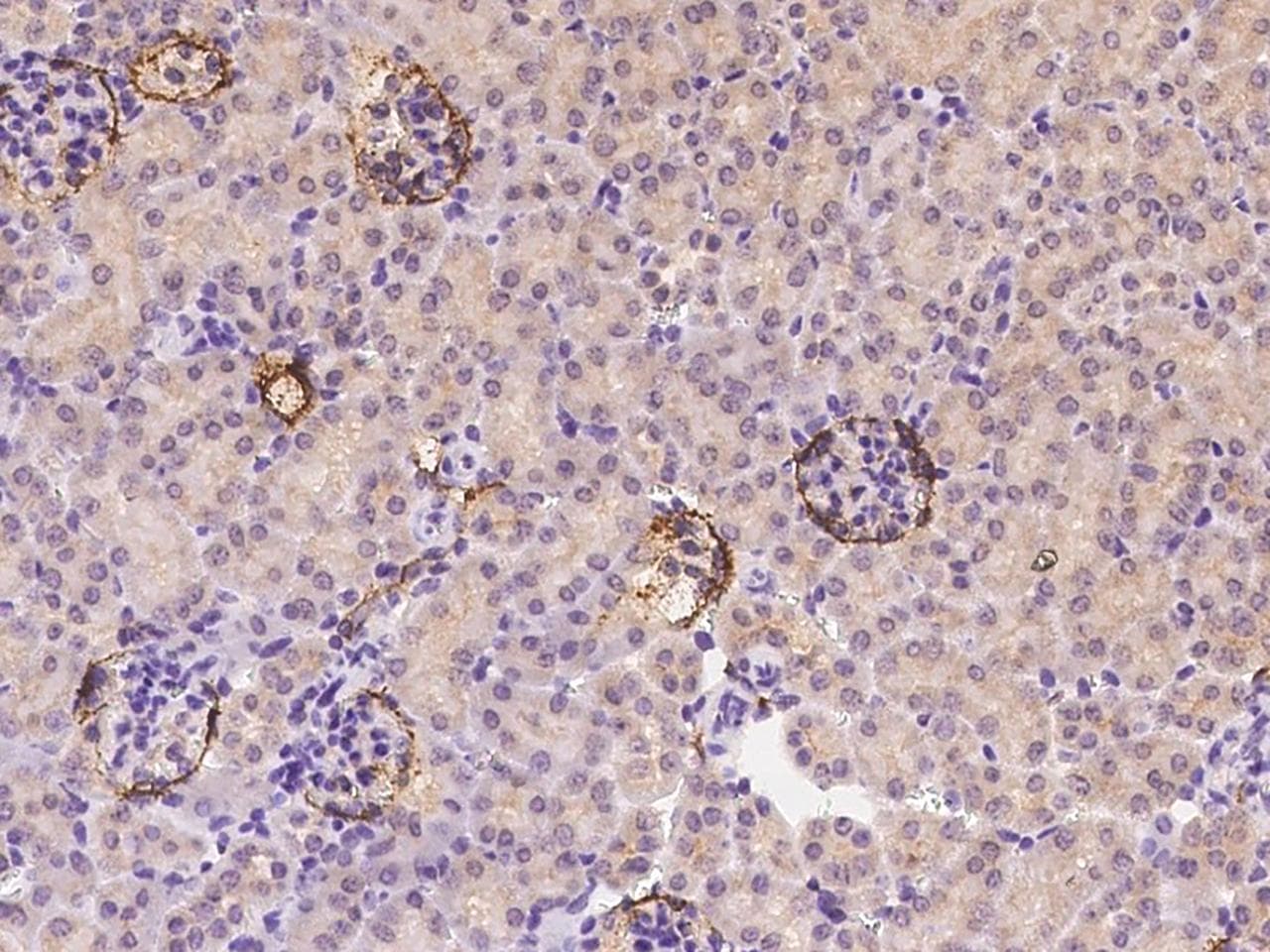PDPN / Podoplanin Antibody (Preservative Free)