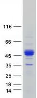 Human ERMAP / SC Protein (Recombinant Myc-DDK (Flag))