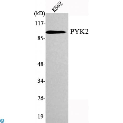 PTK2B / PYK2 Antibody