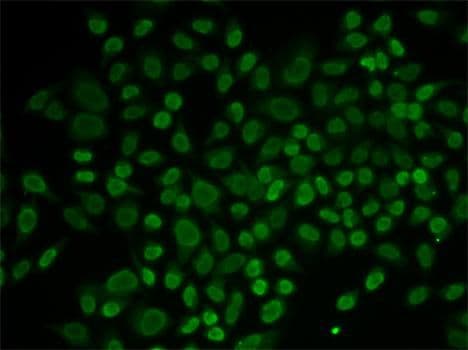 RAD54L2 Antibody