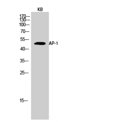 JUN / c-Jun Antibody (30-110 aa)