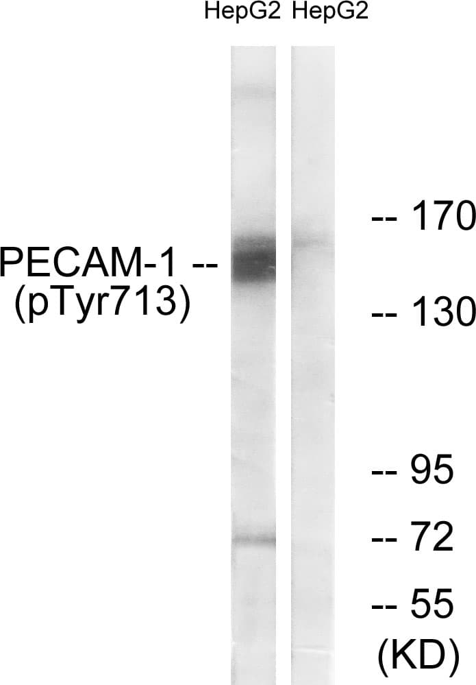 Polyclonal Rabbit anti-Human PECAM-1 / CD31 Antibody (phospho-Tyr713, IF, WB)