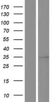 VDAC1 / PORIN Protein (Over-Expression Lysate Myc-DDK (Flag))