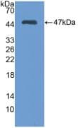 MMP3 Antibody (aa100-477)