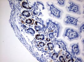 Monoclonal Mouse IdU / Iododeoxyuridine Antibody (clone 3F3, IHC, IF)
