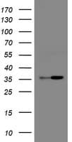 RFC2 / RFC40 Antibody (clone OTI11C6, Carrier-free)