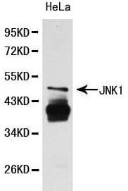 Polyclonal Rabbit anti-Human MAPK8 / JNK1 Antibody (WB)