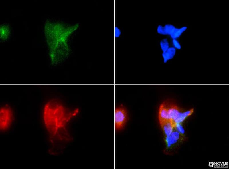 FAT4 Antibody (Biotin)