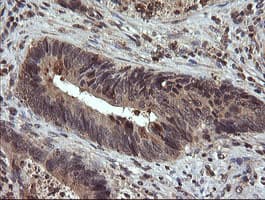 Monoclonal Mouse anti-Human UBE2G2 Antibody (clone OTI1D2, IHC, IF, WB)