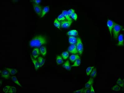 KCNK3 / OAT1 Antibody