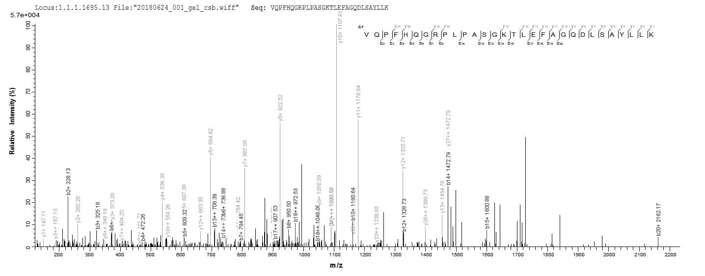Human ACTL8 Protein (Recombinant 6His, N-terminus + Myc, C-terminus)