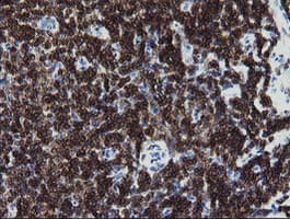 DEF6 Antibody (clone OTI4B5, Carrier-free)