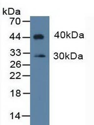 IDO1 / IDO Antibody (aa2-403, APC)