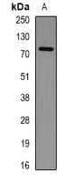 PHF21A / BHC80 Antibody
