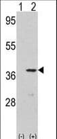 CDK3 Antibody (aa4-38)