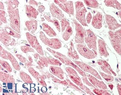 DLST / E2 Antibody (aa340-389)