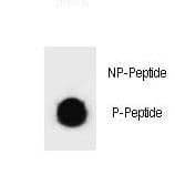 Polyclonal Rabbit anti-Human c-Kit / CD117 Antibody (phospho-Tyr570)