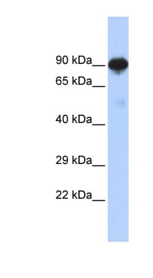 RFX4 Antibody (aa144-193)