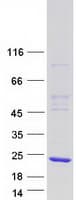 Human MRFAP1 / PGR1 Protein (Recombinant Myc-DDK (Flag))