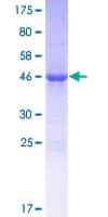 Human ALKBH7 Protein (Recombinant GST)