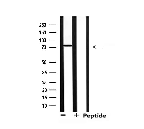 NEDD8 Antibody