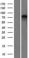 KY Protein (Over-Expression Lysate Myc-DDK (Flag))