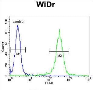 IHC-plus™ Polyclonal Rabbit anti-Human ATP5B / ATP Synthase Beta Antibody (aa135-163, IHC, WB)