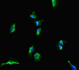 Polyclonal Rabbit anti-Human SLC38A9 Antibody (IHC, IF, WB)