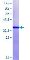 Human HNRNPDL / hnRNP D Protein (Recombinant GST)