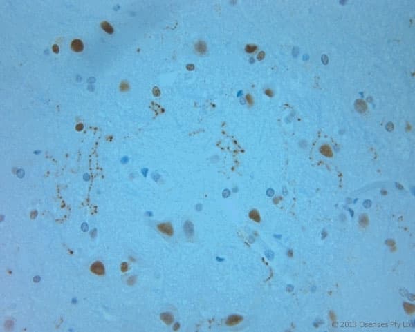 REEP6 Antibody (aa2-50)