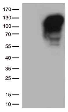 MME / CD10 Antibody (aa411-750, clone OTI2A3)
