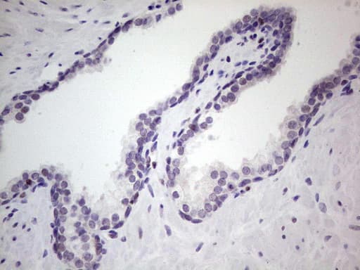 UFD1L Antibody (clone OTI4C7)