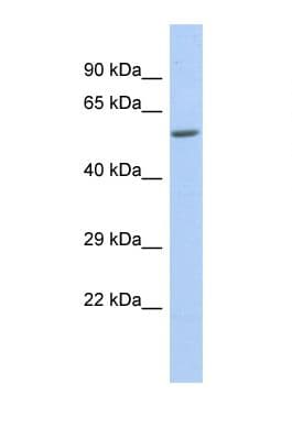 ZNF286B Antibody (N-Terminus)