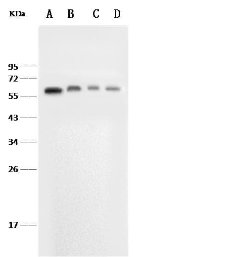 SELE / CD62E / E-selectin Antibody (clone 015, Preservative Free)