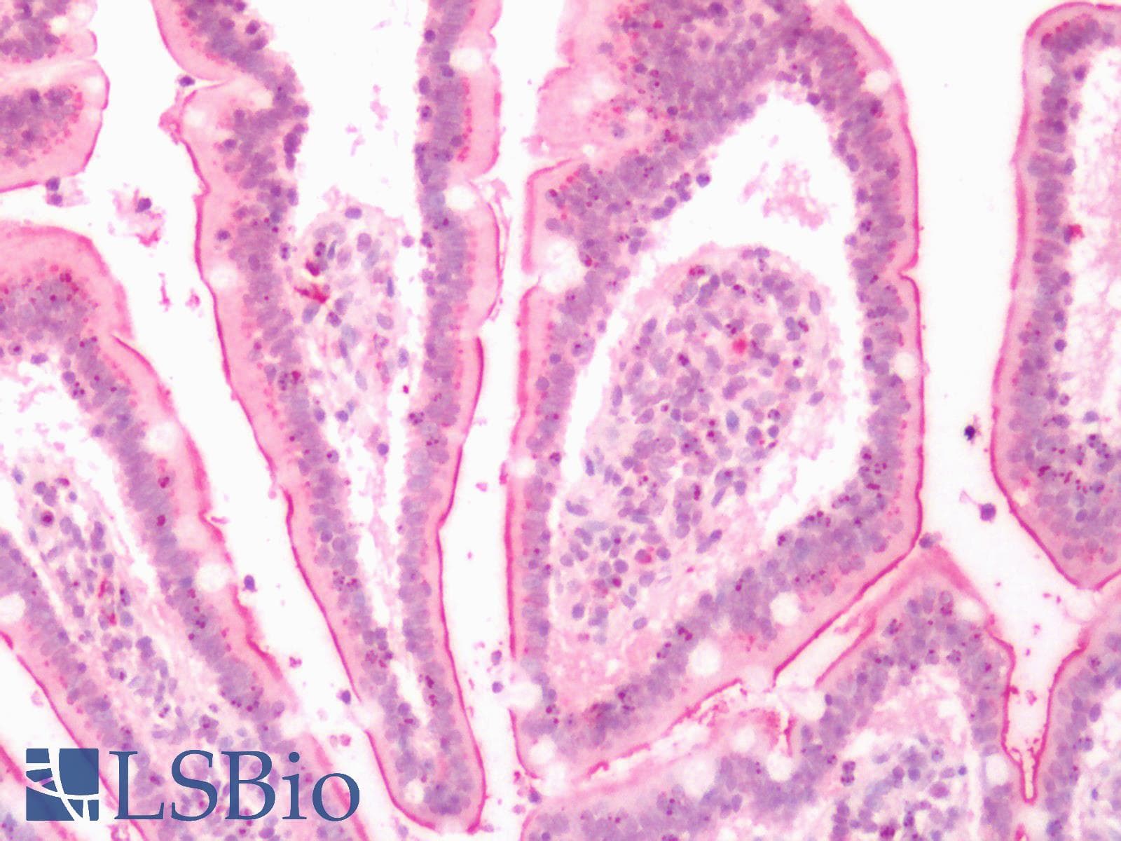 IHC-plus™ LTB4R2 / BLT2 Antibody (N-Terminus)