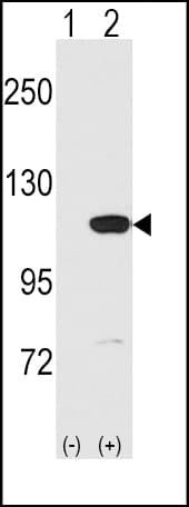 MVP / VAULT1 Antibody (aa863-893)