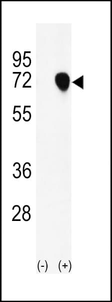 NASP Antibody (aa152-180)