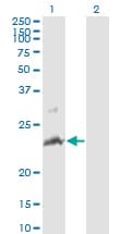 TNFSF14 / LIGHT Antibody (clone 4E3)