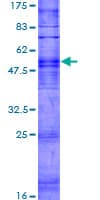 Human OR6V1 Protein (Recombinant GST)