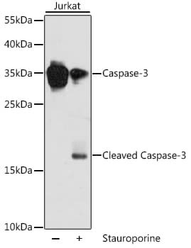 CASP3 / Caspase 3 Antibody