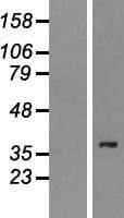 PSTPIP2 Protein (Over-Expression Lysate Myc-DDK (Flag))