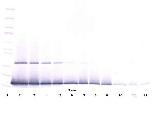 IHC-plus™ IFN Gamma / Interferon Gamma Antibody