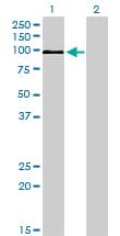 MAPK6 / ERK3 Antibody (clone 1G6)