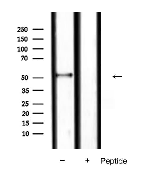 SMAD9 Antibody