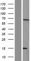 ARSH / Arylsulfatase H Protein (Over-Expression Lysate Myc-DDK (Flag))