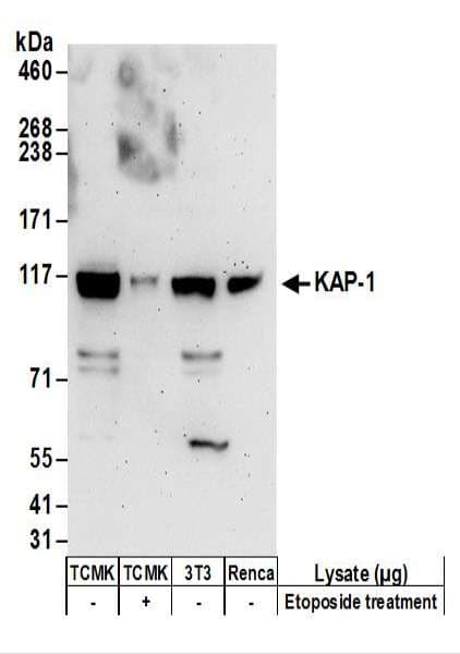 TRIM28 / KAP1 Antibody (aa175-225)