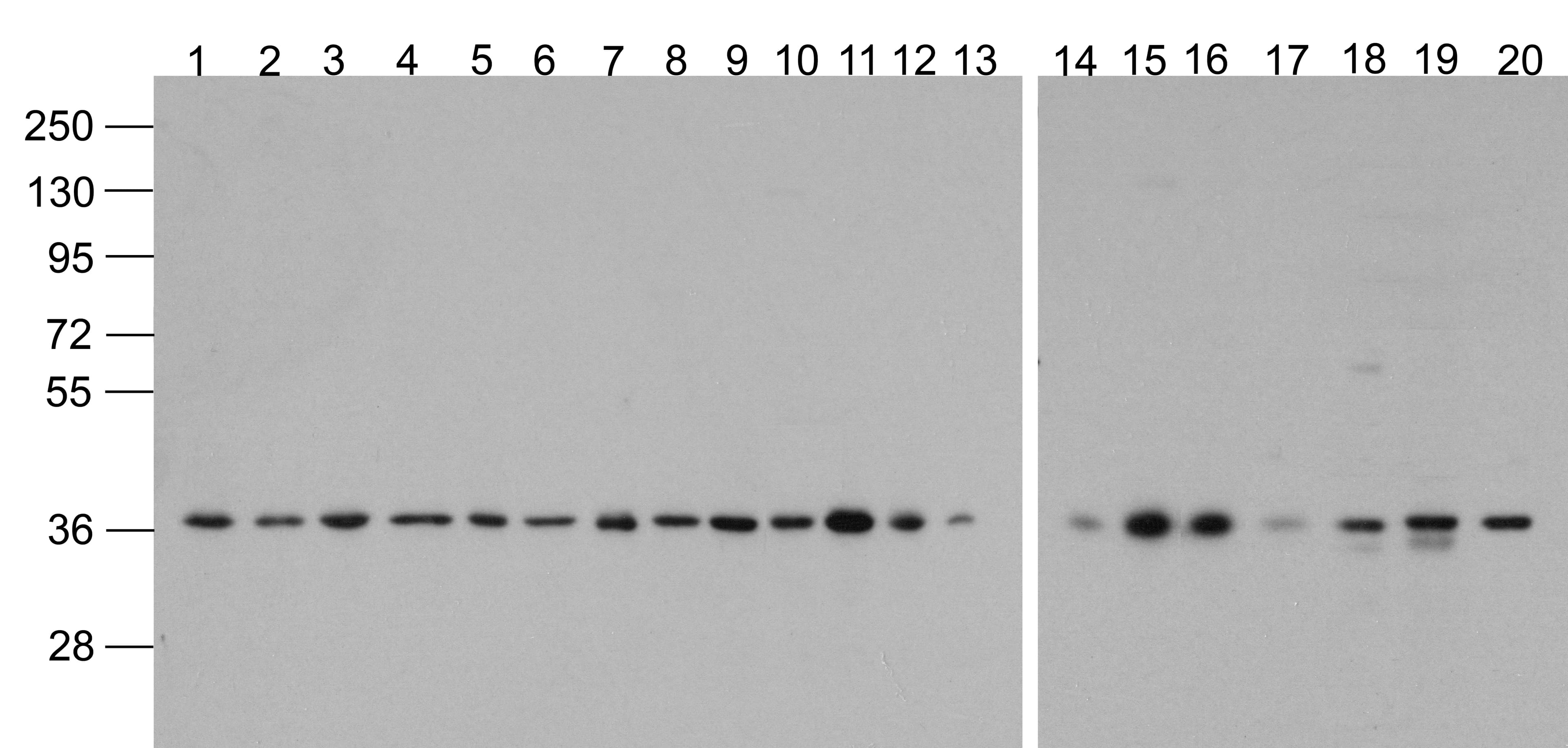 Polyclonal Rabbit anti-Human GAPDH Antibody (Biotin, WB)