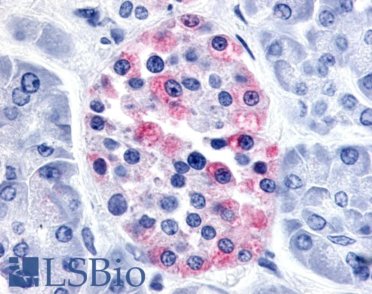 PathPlus™ AVPR1B Antibody (C-Terminus)